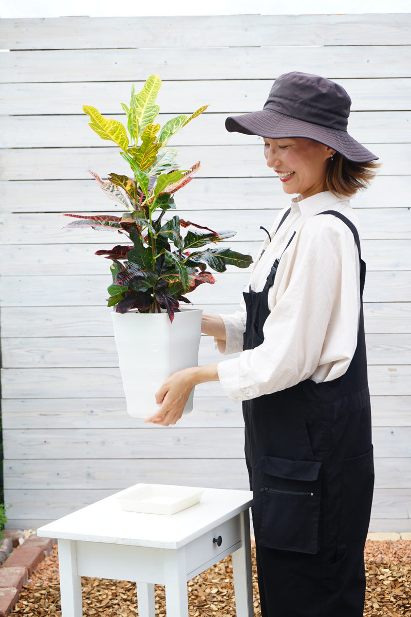 クロトン　エクセレント Codiaeum variegatum