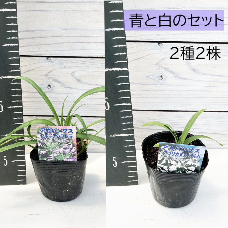 アガパンサス　3.5寸