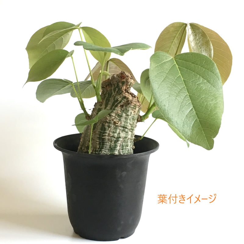 ボンバックス　3.5号陶器鉢　D