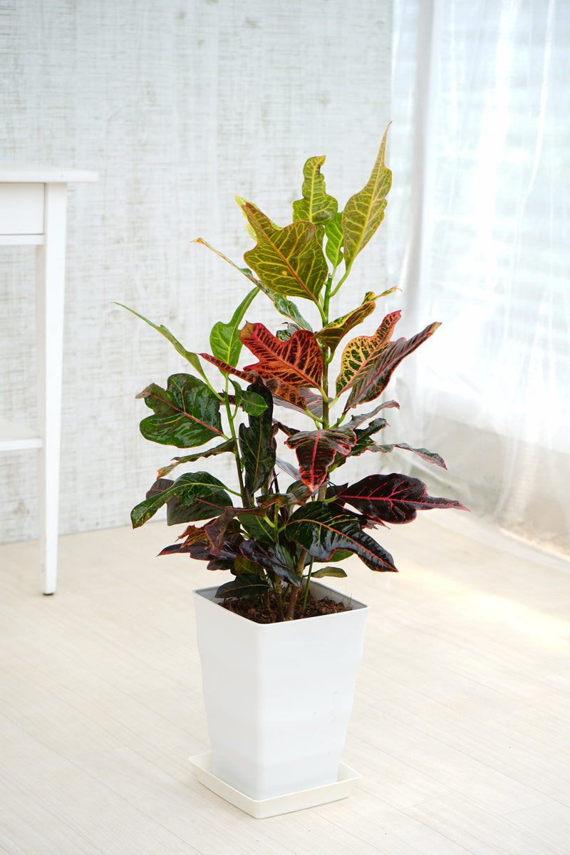 クロトン　エクセレント Codiaeum variegatum