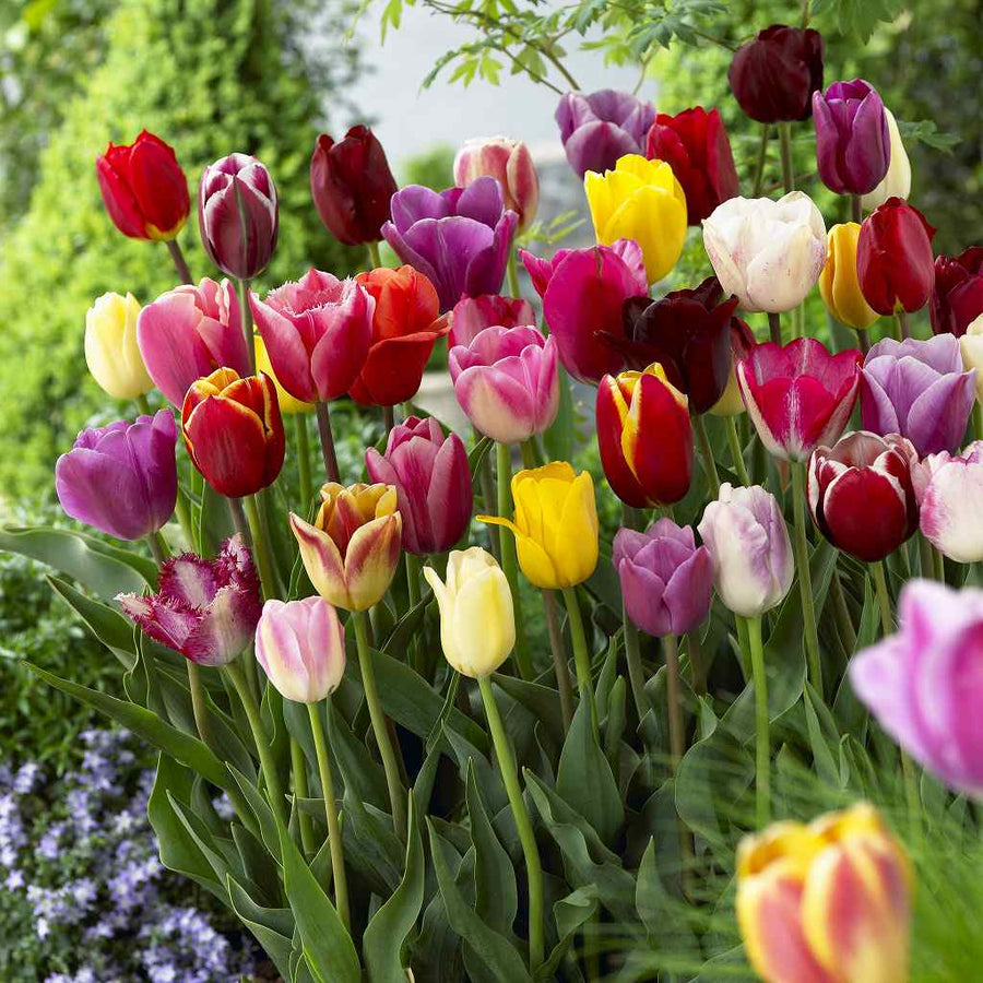 5,000~¥9,999 – 園芸ショッピング はなみどり