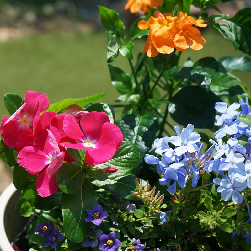 季節の花苗　おまかせセット