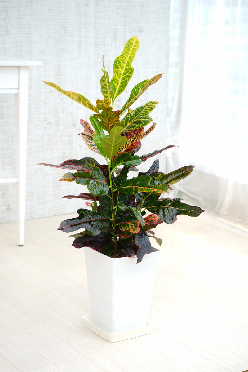 クロトン　エクセレント Codiaeum variegatum