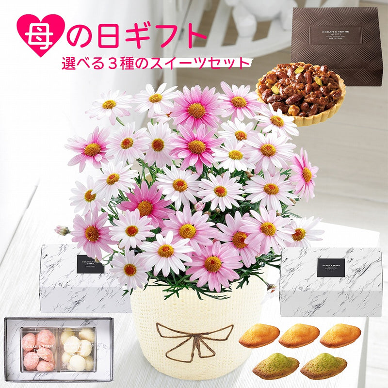 母の日ギフト マーガレット さくらべーる 鉢植え 5号鉢 <お届け期間:5月6日(火)～5月11日(日) 日時指定不可>　2025年