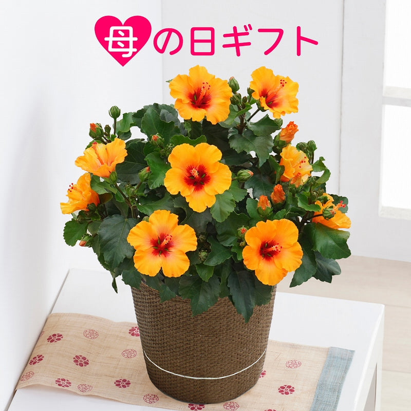 母の日ギフト ハイビスカスプチオレンジ <お届け期間:5月6日(火)～5月11日(日)のいづれかのお日にちにお届けいたします ＞【日時指定不可】 2025年