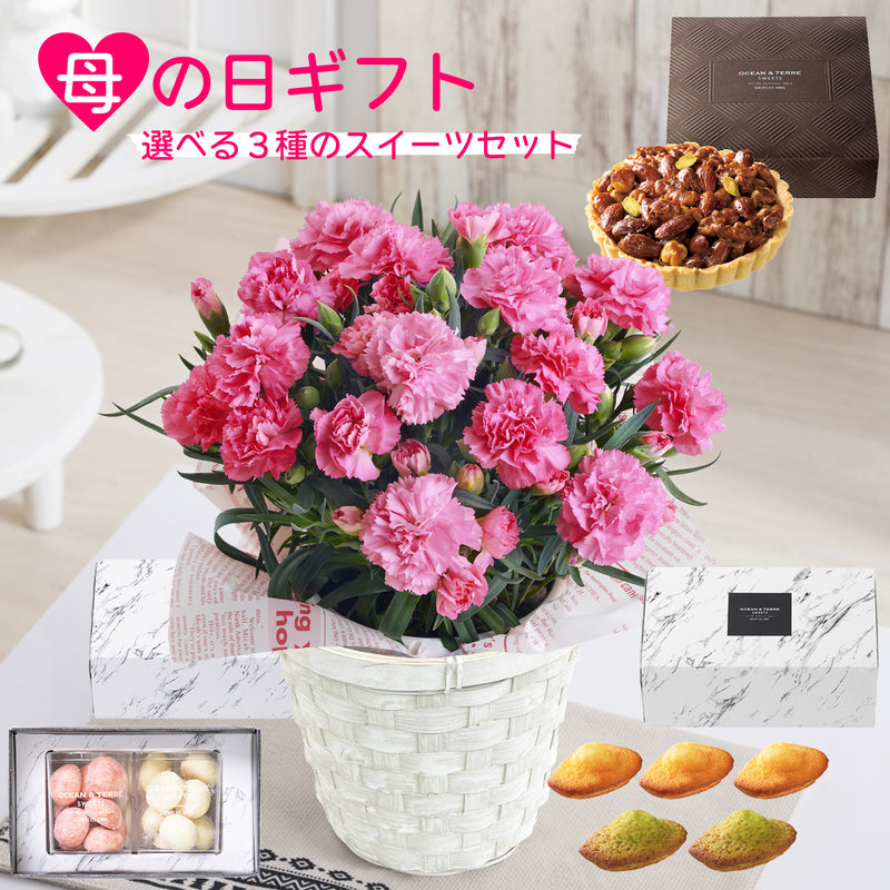 母の日ギフト カーネーションおまかせ桃 4号鉢 <お届け期間:5月6日(火)～5月11日(日)のいづれかのお日にちにお届けいたします ＞【日時指定不可】 2025年