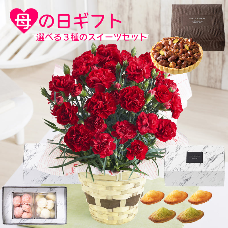 母の日ギフト カーネーションおまかせ赤 4号鉢 <お届け期間:5月6日(火)～5月11日(日)のいづれかのお日にちにお届けいたします ＞【日時指定不可】 2025年