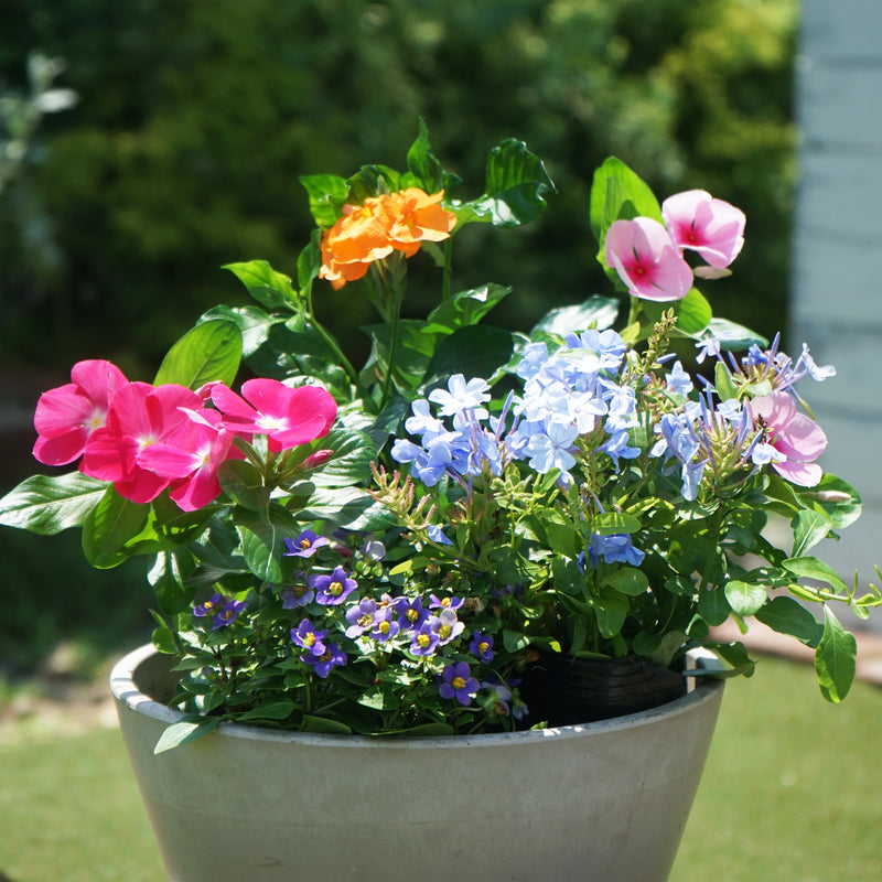 季節の花苗　おまかせセット