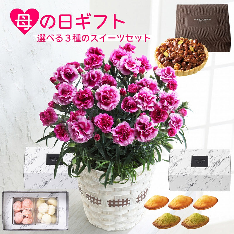 母の日ギフト カーネーション オルフィカ5号鉢 <お届け期間:5月6日(火)～5月11日(日) 日時指定不可> 2025年