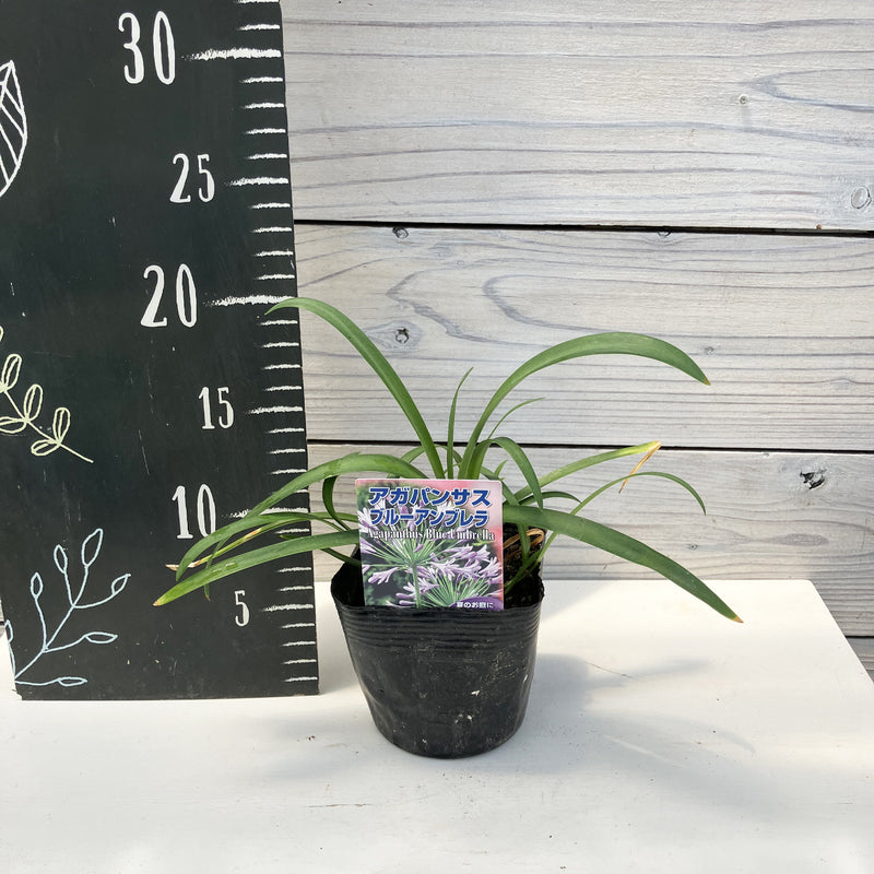 アガパンサス　3.5寸