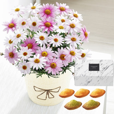 母の日ギフト マーガレット さくらべーる 鉢植え 5号鉢 <お届け期間:5月6日(火)～5月11日(日) 日時指定不可>　2025年