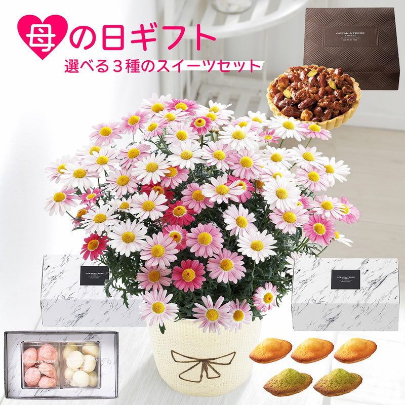 母の日ギフト マーガレット ストロベリーホイップ 鉢植え 5号鉢 <お届け期間:5月6日(火)～5月11日(日) 日時指定不可> 2025年