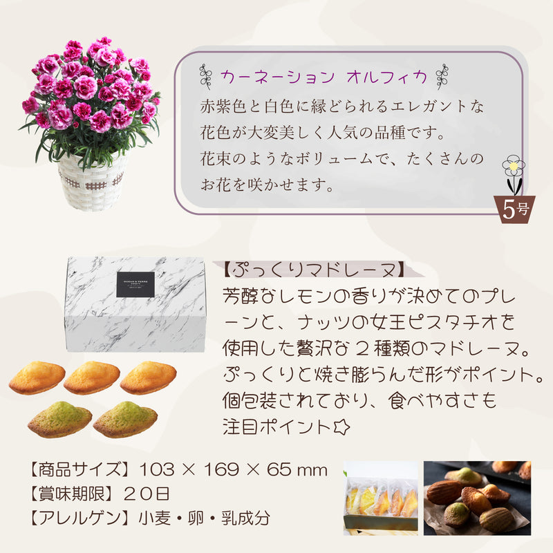 母の日ギフト カーネーション オルフィカ5号鉢 <お届け期間:5月6日(火)～5月11日(日) 日時指定不可> 2025年