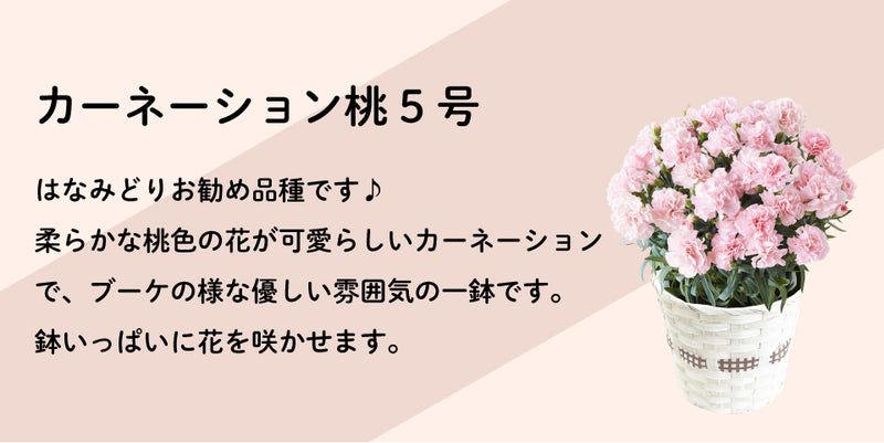 母の日ギフト 特選　カーネーション 桃 鉢植え 5号鉢 <お届け期間:5月7日(火)～5月12日(日) 日時指定不可>