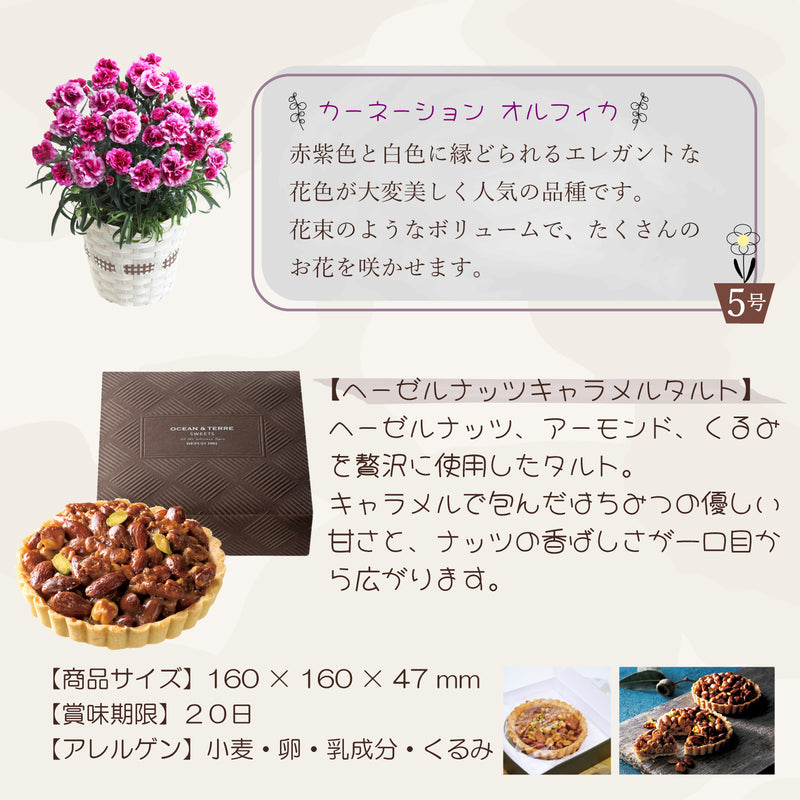 母の日ギフト カーネーション オルフィカ5号鉢 <お届け期間:5月6日(火)～5月11日(日) 日時指定不可> 2025年