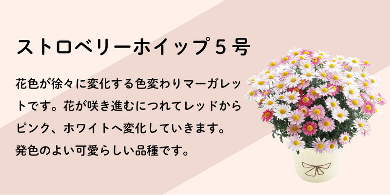 母の日ギフト マーガレット ストロベリーホイップ 鉢植え 5号鉢 <お届け期間:5月7日(火)～5月12日(日) 日時指定不可>