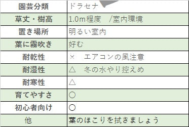 ドラセナ マッサンギアナ インテリアグロスポット6号　鉢皿付き