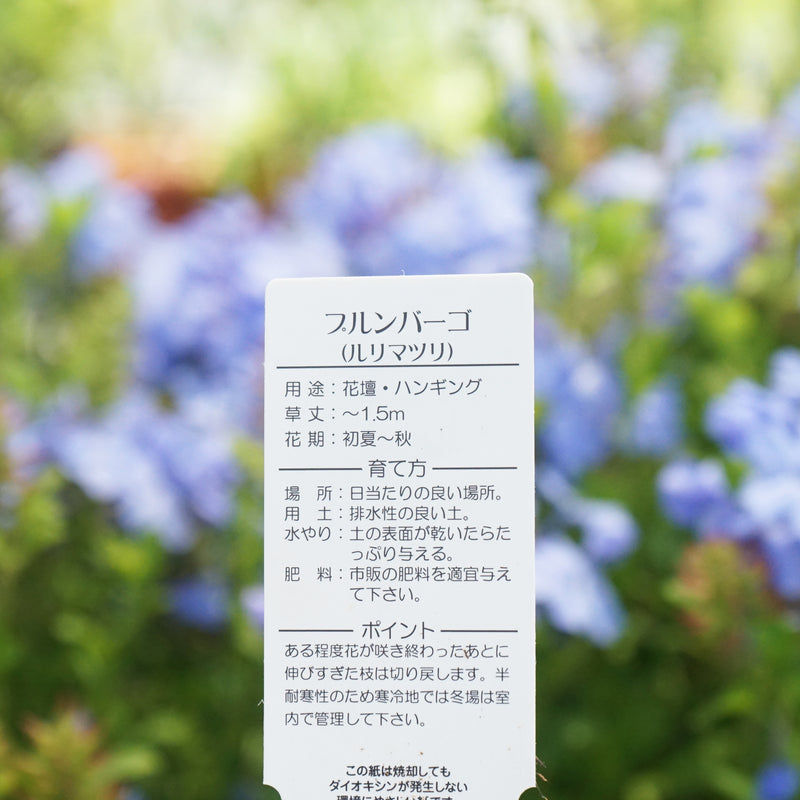 プルンパーゴ　2.5寸