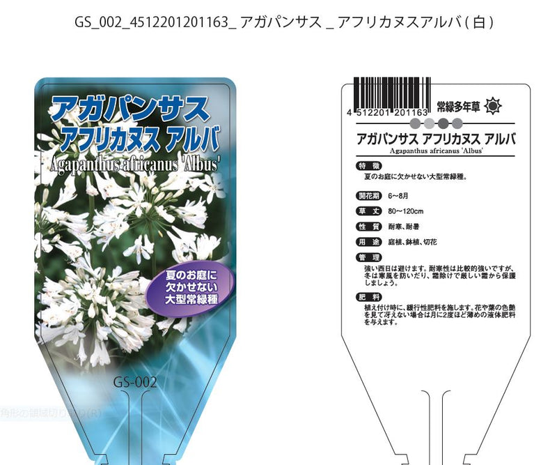 アガパンサス　3.5寸