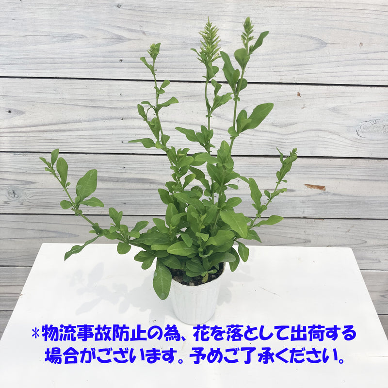 プルンパーゴ　2.5寸