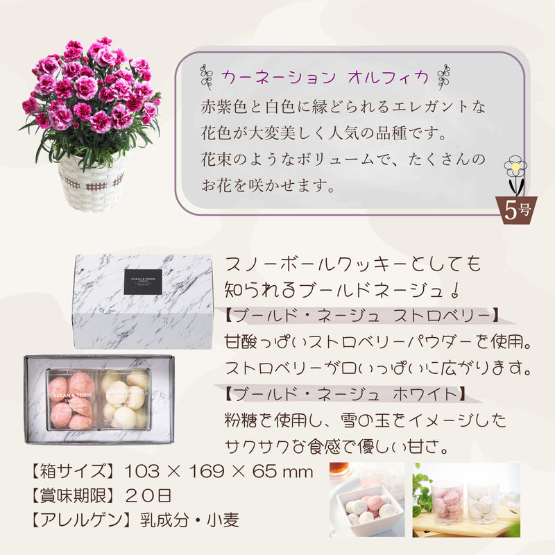 母の日ギフト カーネーション オルフィカ5号鉢 <お届け期間:5月6日(火)～5月11日(日) 日時指定不可> 2025年