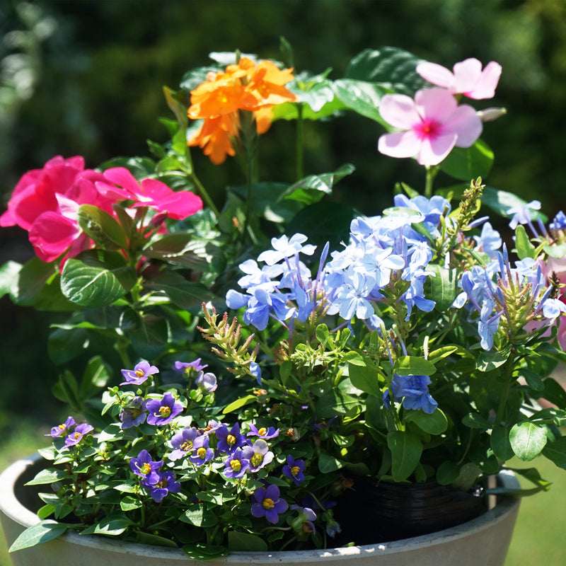 季節の花苗　おまかせセット