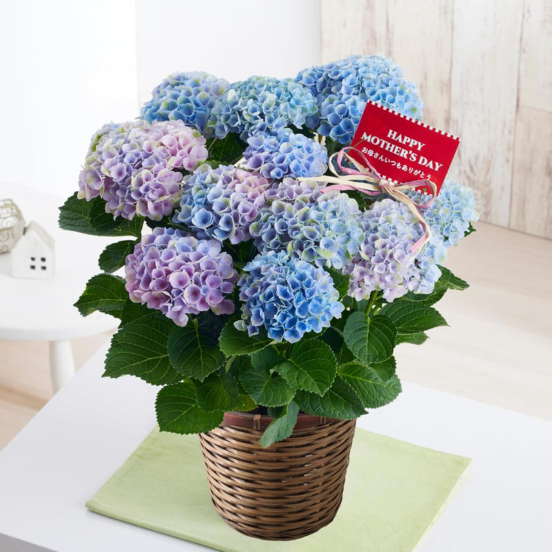 母の日ギフト アジサイ マジカルレボリューション 鉢植え 5号鉢 <お届け期間:5月6日(火)～5月11日(日)のいづれかのお日にちにお届けいたします ＞【日時指定不可】 2025年