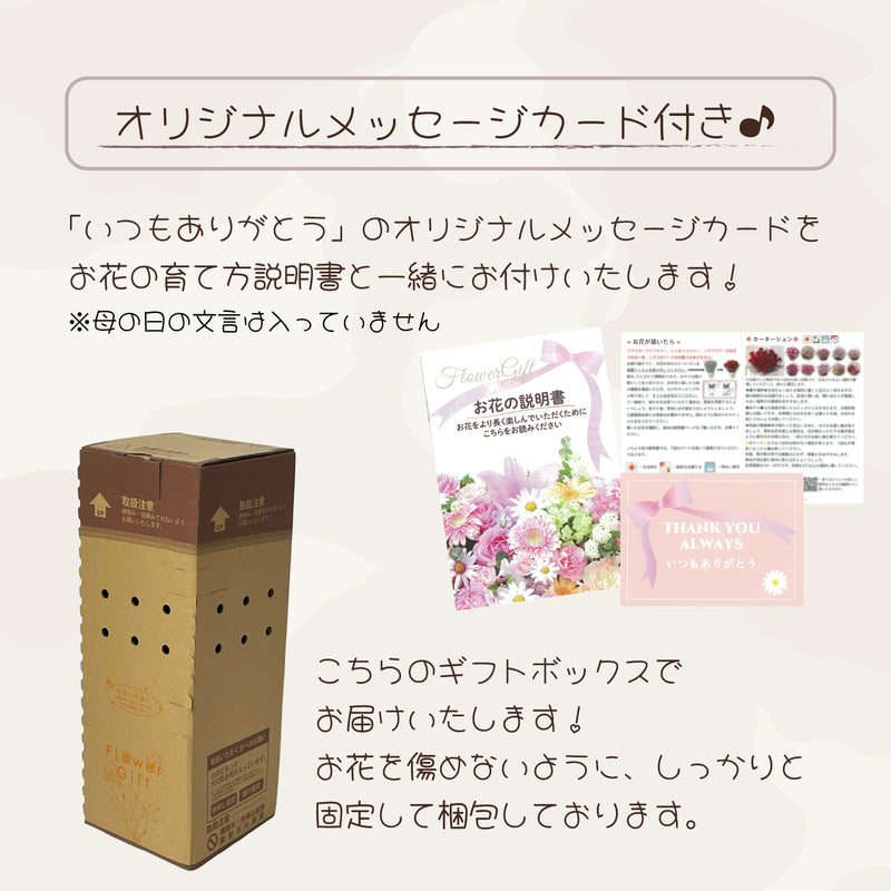 母の日ギフト 特選　カーネーション ピンク 鉢植え 5号鉢 <お届け期間:5月6日(火)～5月11日(日) 日時指定不可> 2025年