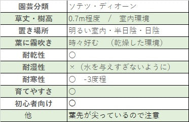 ディオーン スピヌロスム　インテリアグロスポット 5号ポット（実生株種付き）　専用鉢皿付き