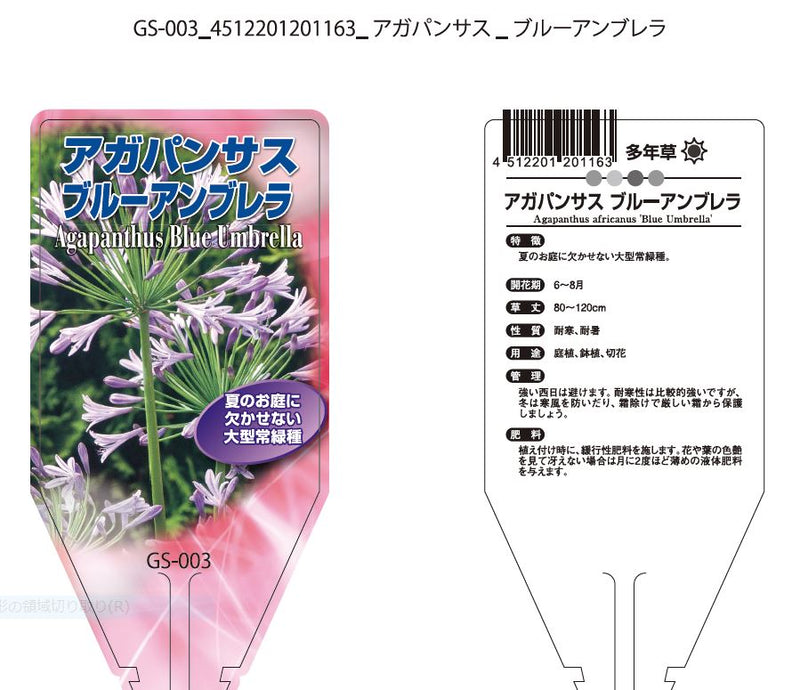 アガパンサス　3.5寸