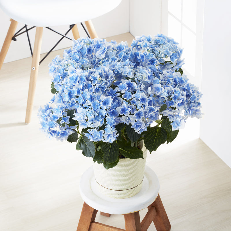 母の日ギフト アジサイ コンペイトウ スマイルブルー 鉢植え 5号鉢 <お届け期間:5月6日(火)～5月11日(日)のいづれかのお日にちにお届けいたします ＞【日時指定不可】 2025年