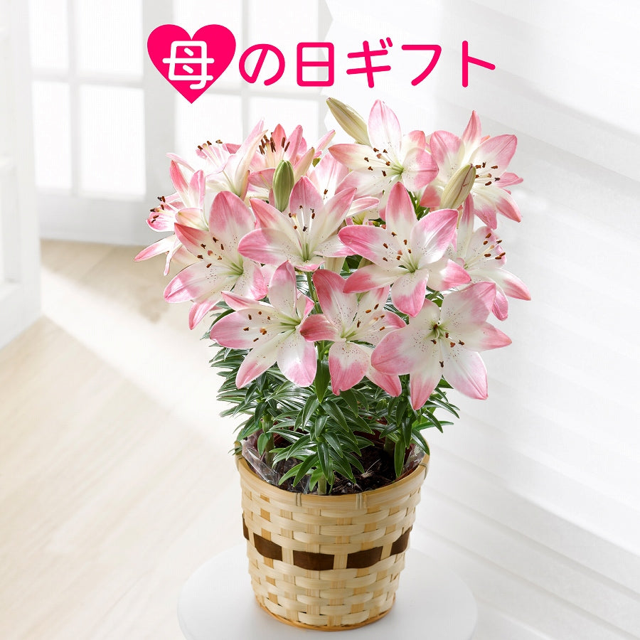 zaruba-999★大きな花束ダイセット&連動お花ダイ♡コラボ2つセット 2,000~¥2,999 – 園芸ショッピング はなみどり