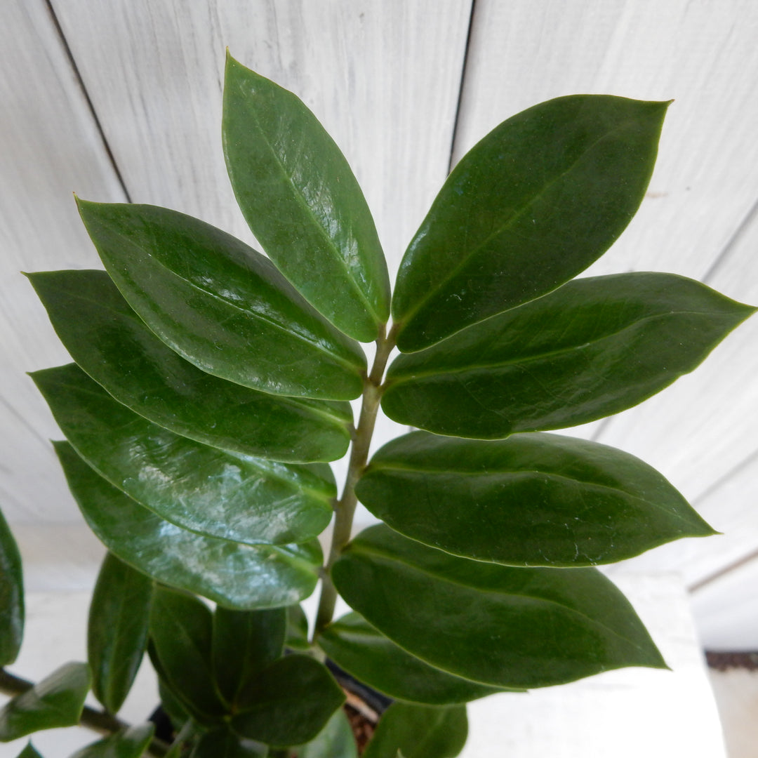 観葉植物 ザミオクルカス ザミフォーリア 4号育成鉢 1鉢 – 園芸