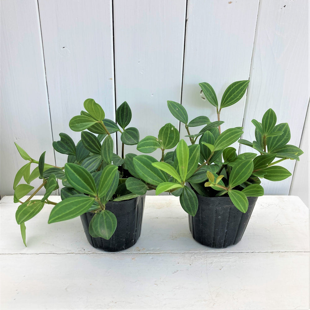 観葉植物 – 園芸ショッピング はなみどり