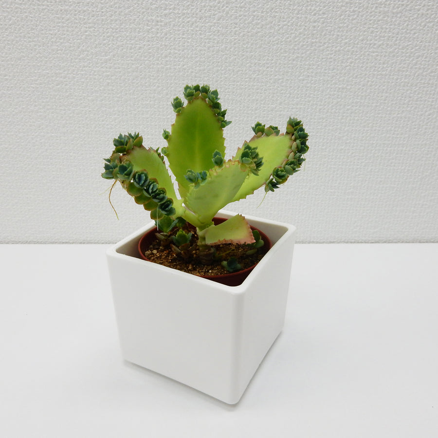 1,000~¥1,999 – 園芸ショッピング はなみどり
